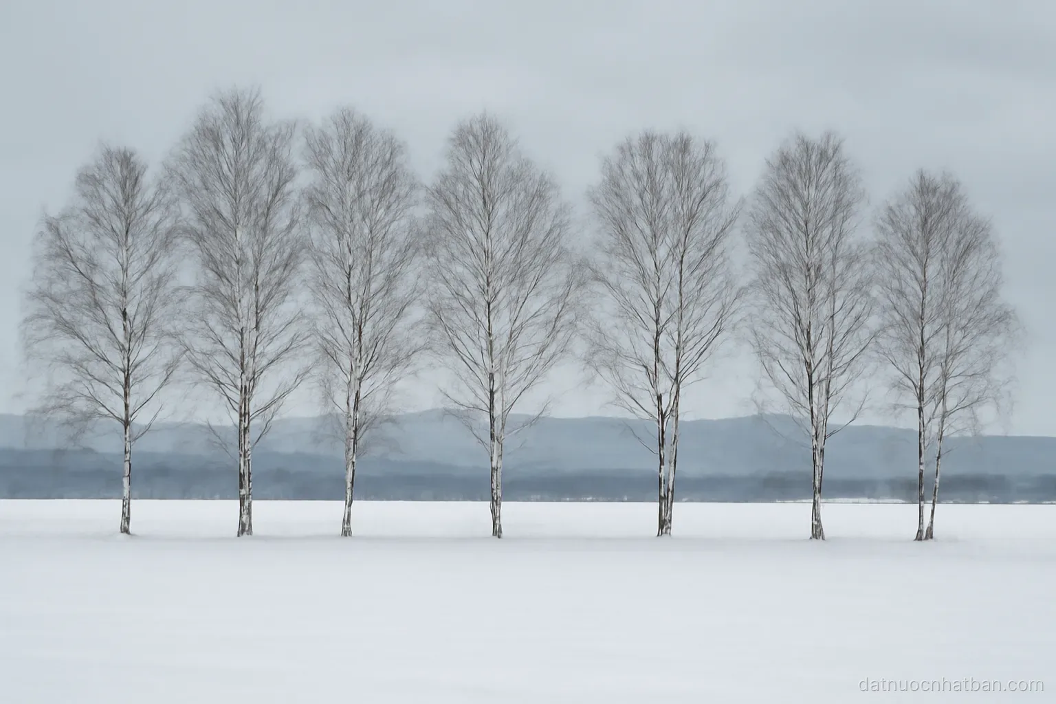 A snow-covered field with a row of bare birch trees and low hills on the horizon, flat grey winter sky